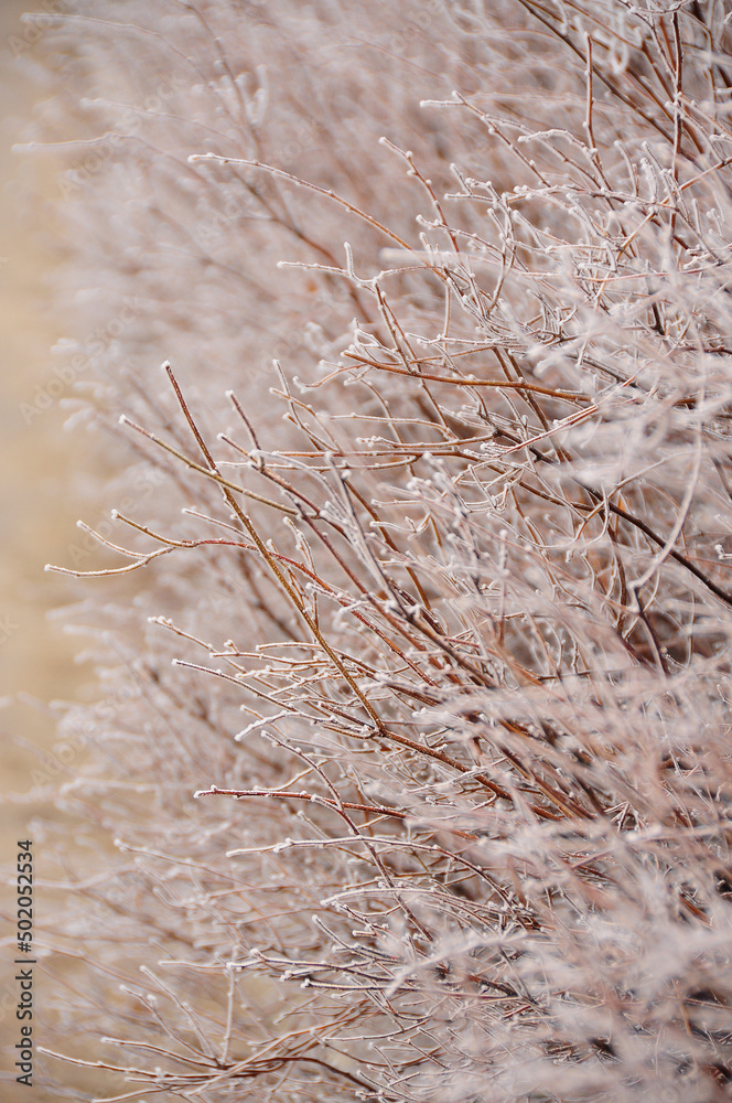 Shrub covered with white fluffy hoarfrost. Cooling. the onset of autumn and winter frosts Shrub covered with white fluffy hoarfrost. Cooling. the onset of autumn and winter frosts