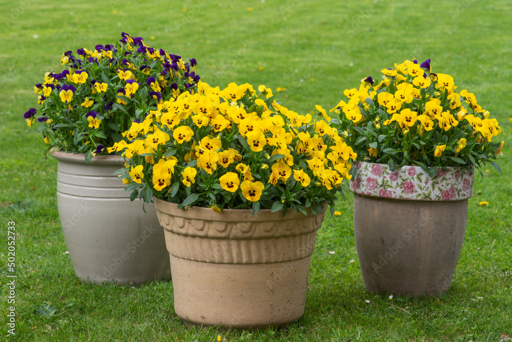 Pansies in flower pot on grass in spring garden
