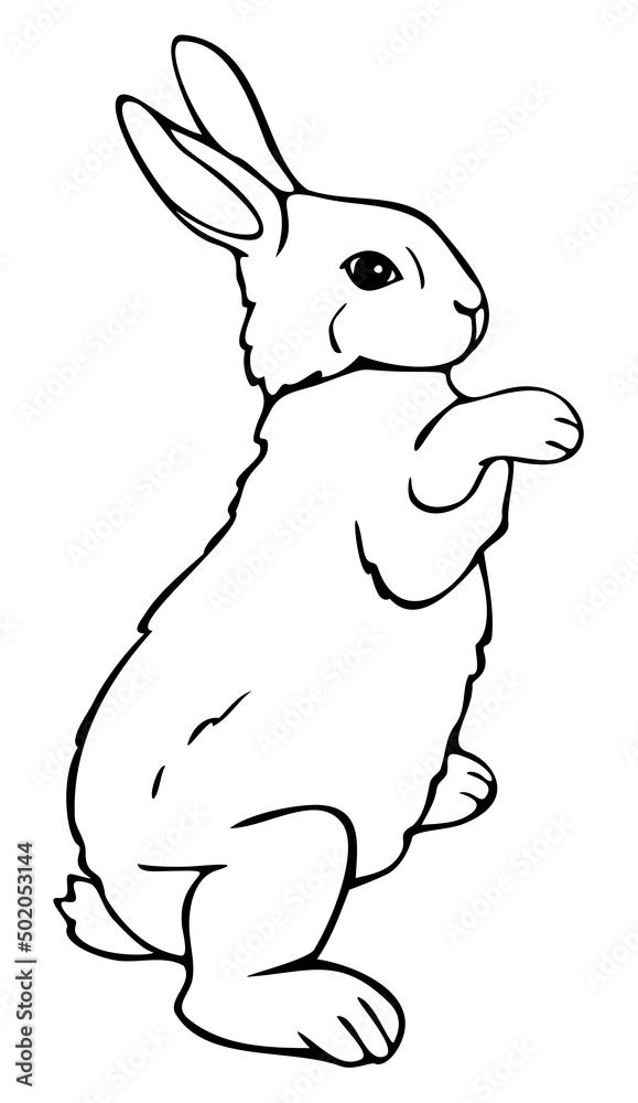 Fototapeta premium Vector illustration of rabbit standing on hind legs. Black and white hand drawn bunny.