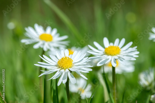 Closeup on a daisy flower (Bellis perennis) growing in the lawn. photo