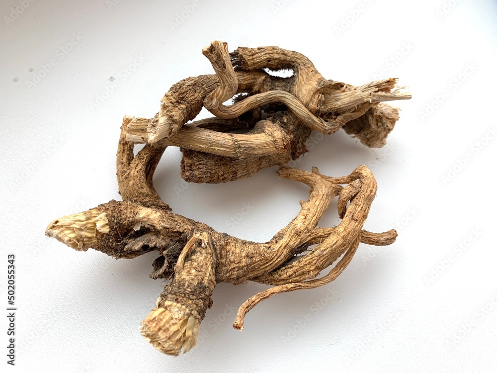 Fototapeta premium Dried angelica root is a medicinal plant.
