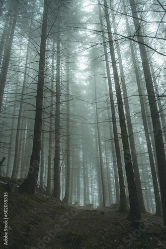 Fototapeta Naklejka Na Ścianę i Meble -  forest in fog