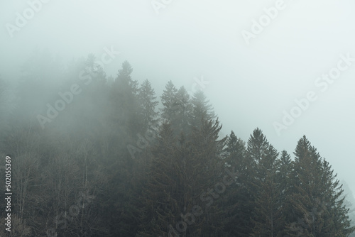 Leisurely hike through a foggy landscape