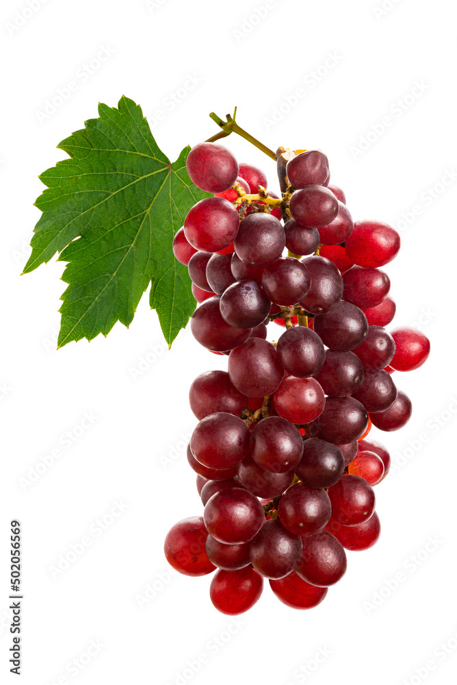 Bunch of ripe seedless red grapes with leaf isolated on white background with clipping path.
