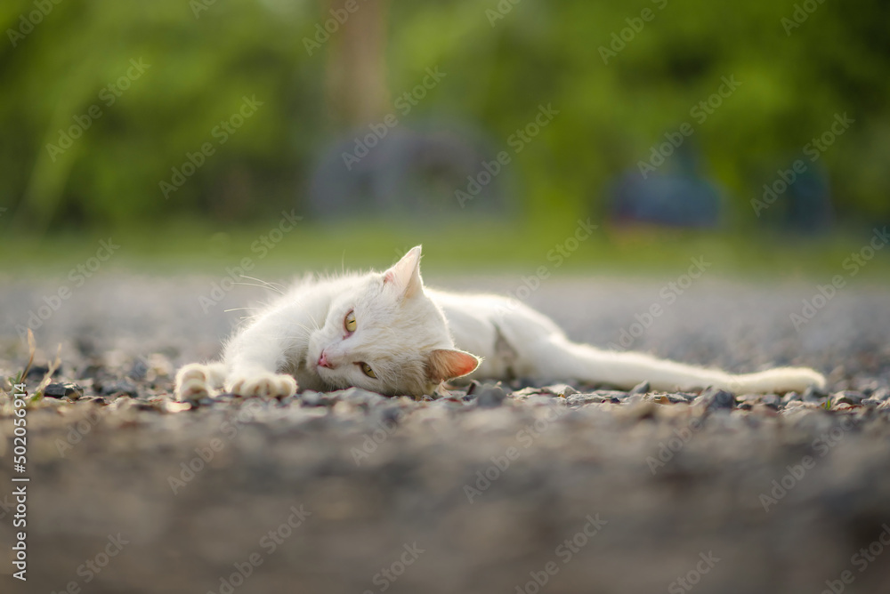 A white cat is sunbathing on the green grass with a beautiful orange glow.