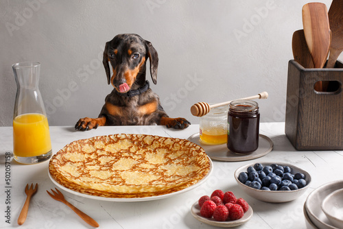 Chien teckel devant une assiette de crêpes posé sur une table. Le pot de confiture, myrtilles, framboises, miel sur une table.  © Lina Taravella