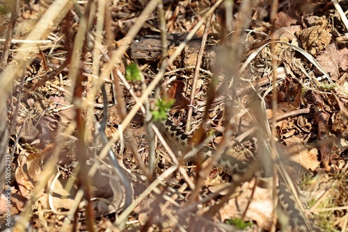 Männliche Kreuzotter (Vipera berus) im Moor am Ewigen Meer