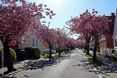 Blühende Japanische Kirschbäume in Norden, Ostfriesland photo