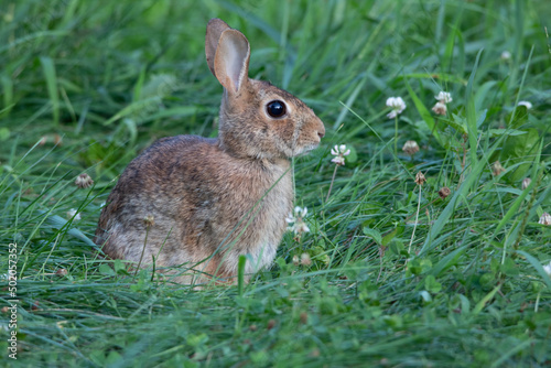 Beautiful American bunny rabbit in tall green grass © Kevin