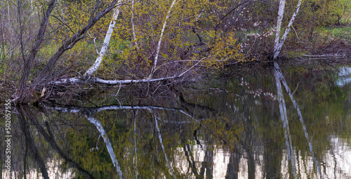 white aspen tree over water  edge of a pond reflection from water 
