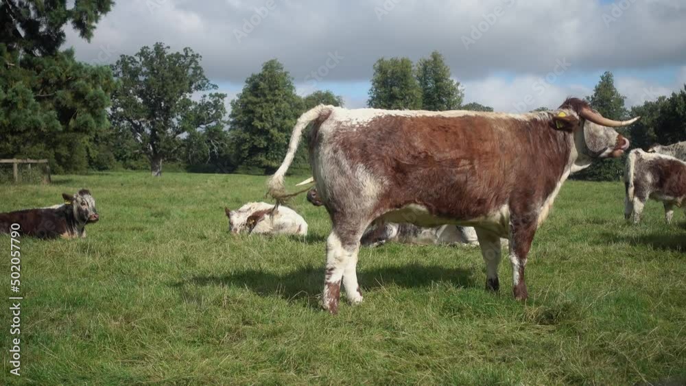 Longhorn cattle with calves in Oxfordshire. Rare breed Longhorn cattle with calves in Oxfordshire. Rare breed