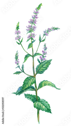 Watercolor Mint isolated on a white background. Hand drawn herb illustration. Vector picture