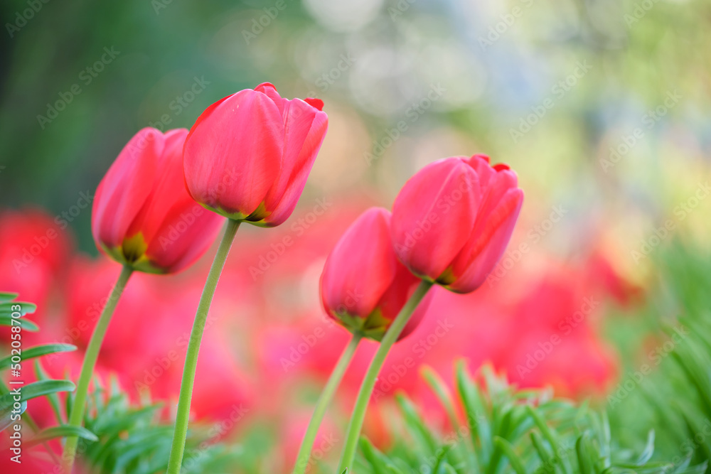 Bright red tulip flowers blooming on outdoor flowerbed on sunny spring day