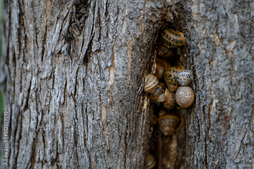 Tree crack where several snails live or hide in it. © omar