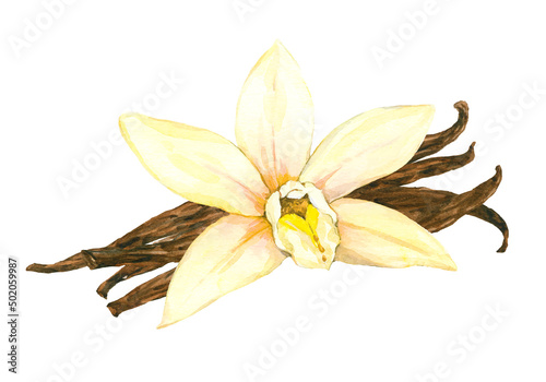 Watercolor Vanilla flower and beans isolated on a white background. Hand drawn herb illustration. Vector picture