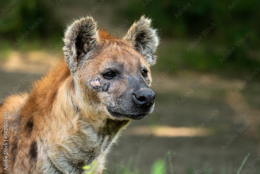 Spotted hyena (Crocuta crocuta), also known as the laughing hyena, native to Sub-Saharan Africa. Walking on savanna, looking at camera, Masai Mara National Reserve, Kenya, Amboseli. Portrait. Spotted hyena (Crocuta crocuta), also known as the laughing hyena, native to Sub-Saharan Africa. Walking on savanna, looking at camera, Masai Mara National Reserve, Kenya, Amboseli. Portrait.