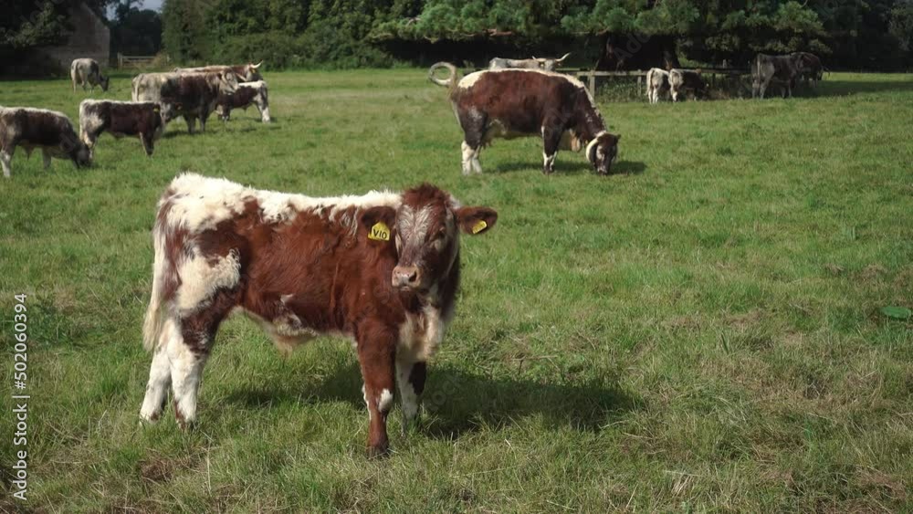 Longhorn cattle with calves in Oxfordshire. Rare breed Longhorn cattle with calves in Oxfordshire. Rare breed