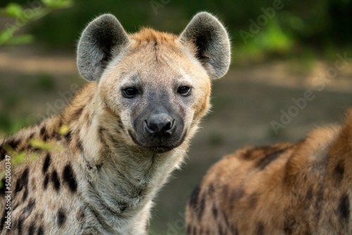 Spotted hyena (Crocuta crocuta), also known as the laughing hyena, native to Sub-Saharan Africa. Walking on savanna, looking at camera, Masai Mara National Reserve, Kenya, Amboseli. Portrait.