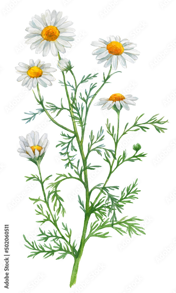 Watercolor Chamomile isolated on a white background. Hand drawn herb illustration. Vector picture Watercolor Chamomile isolated on a white background. Hand drawn herb illustration. Vector picture
