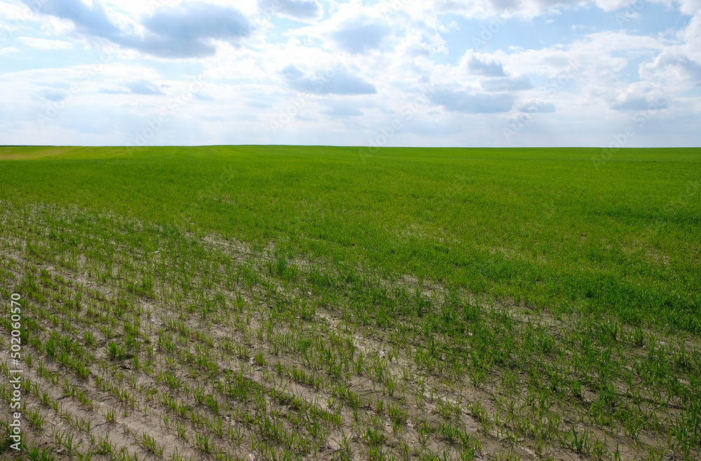 Green wheat field with water erosion of the soil. Copy space. Green wheat field with water erosion of the soil. Copy space.
