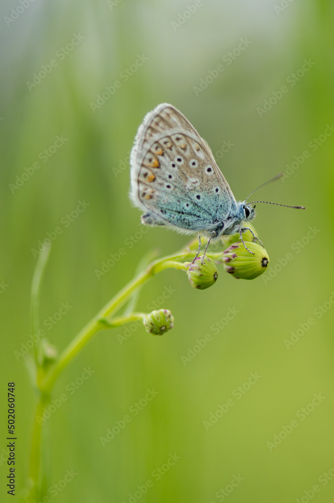 Obraz premium Papillon petit bleu