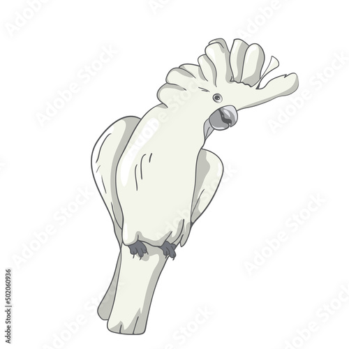 Cockatoo parrot hand drawing illustration