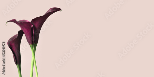 Fotografi Dark purple Calla lily flowers on pink background