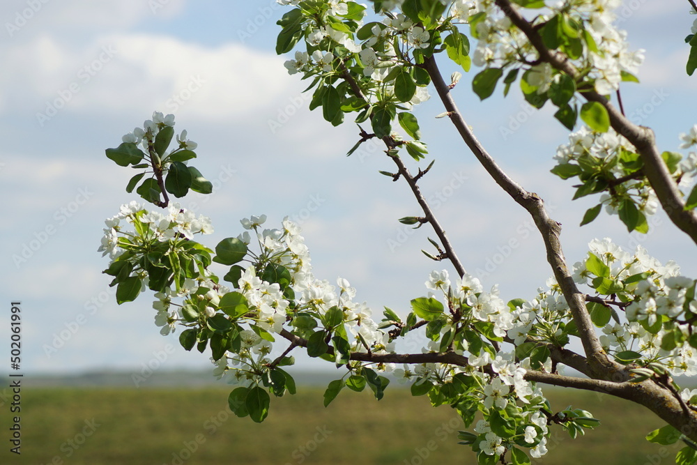 Fototapeta premium An apple tree with white blossoms in the nature