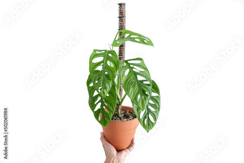 Hand holding Monstera Adansonii in terracotta pot on isolated white background photo