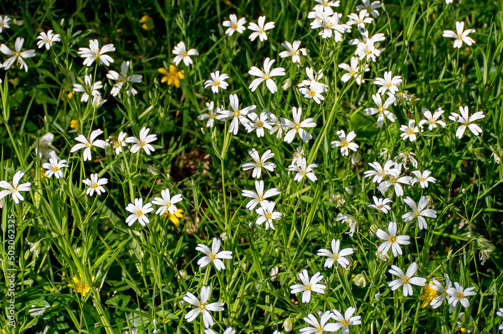 Fototapeta premium Woodland Carpet - Greater Stitchwort - Stellaria holostea