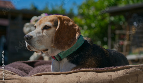 beagle körbchen seitlich photo