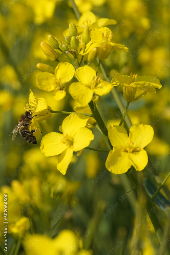 Obraz premium Ansichten einer Biene welche sich an Rapsblüten nährt