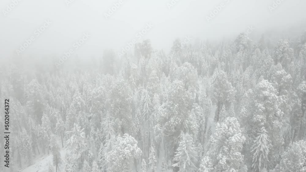 Winter forest, trees covered in snow Winter forest, trees covered in snow