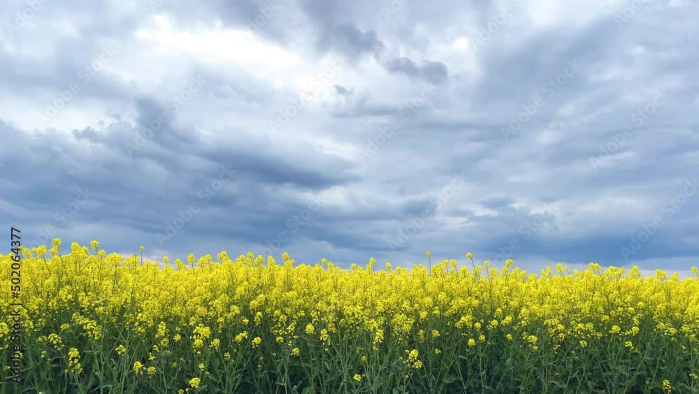 Rapeseed  flowers field with dramatic sky colorful rapeseed crops 2022