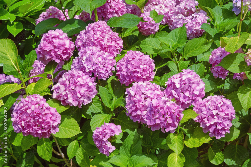 Pink flowers of Hydrangea ( Hydrangea macrophylla ) in garden Pink flowers of Hydrangea ( Hydrangea macrophylla ) in garden
