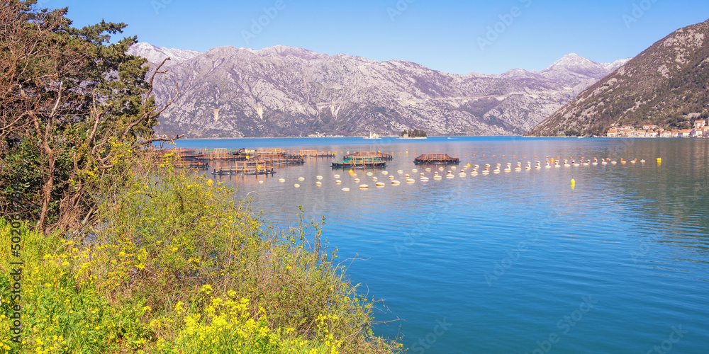 Beautiful Mediterranean landscape. Montenegro, Adriatic Sea, view of Kotor Bay on sunny spring day. Fish farm