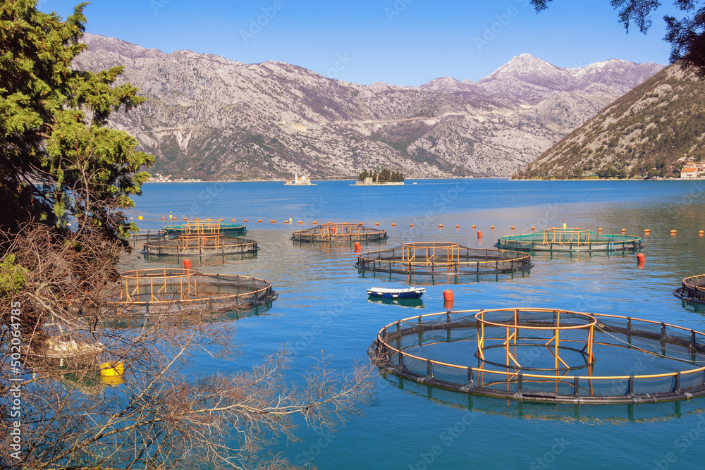 Fish farm. Beautiful Mediterranean landscape. Montenegro, Adriatic Sea. View of Kotor Bay on sunny spring day
