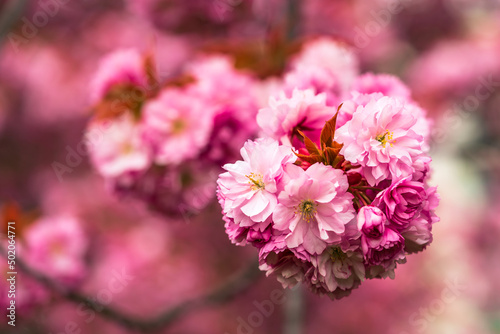 Close up of pink Japanese cherry tree blossoms in spring
