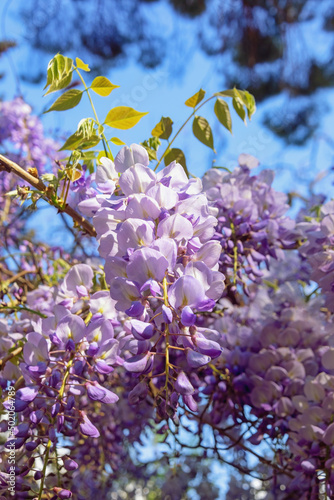 Beautiful purple flowers of Wisteria in garden on sunny spring day
