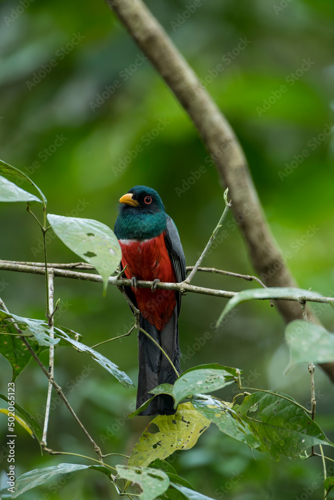 Black-tailed trogon (Trogon melanurus) It is found in Panama and northern South America. Black-tailed trogon (Trogon melanurus) It is found in Panama and northern South America.