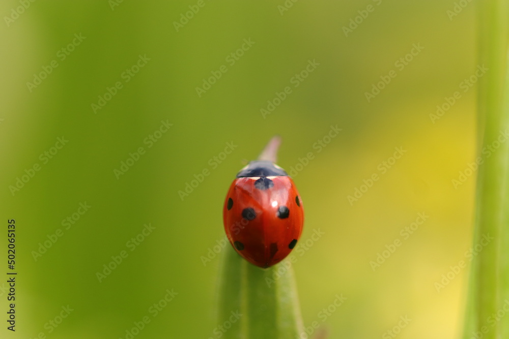 close up ladybug climbing in green grasses and flowers close up ladybug climbing in green grasses and flowers