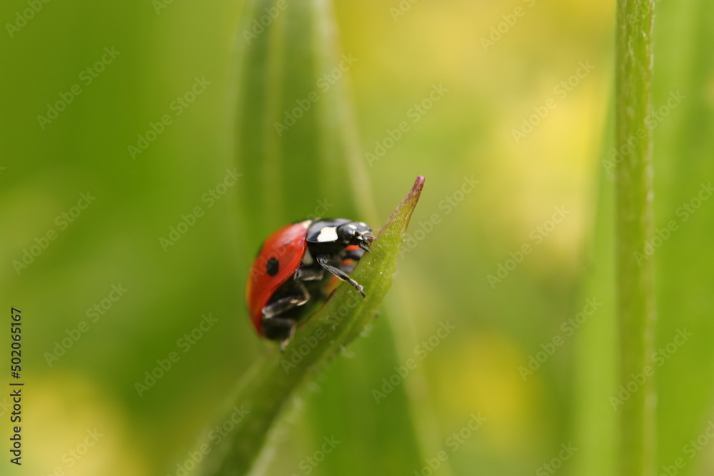close up ladybug climbing in green grasses and flowers close up ladybug climbing in green grasses and flowers