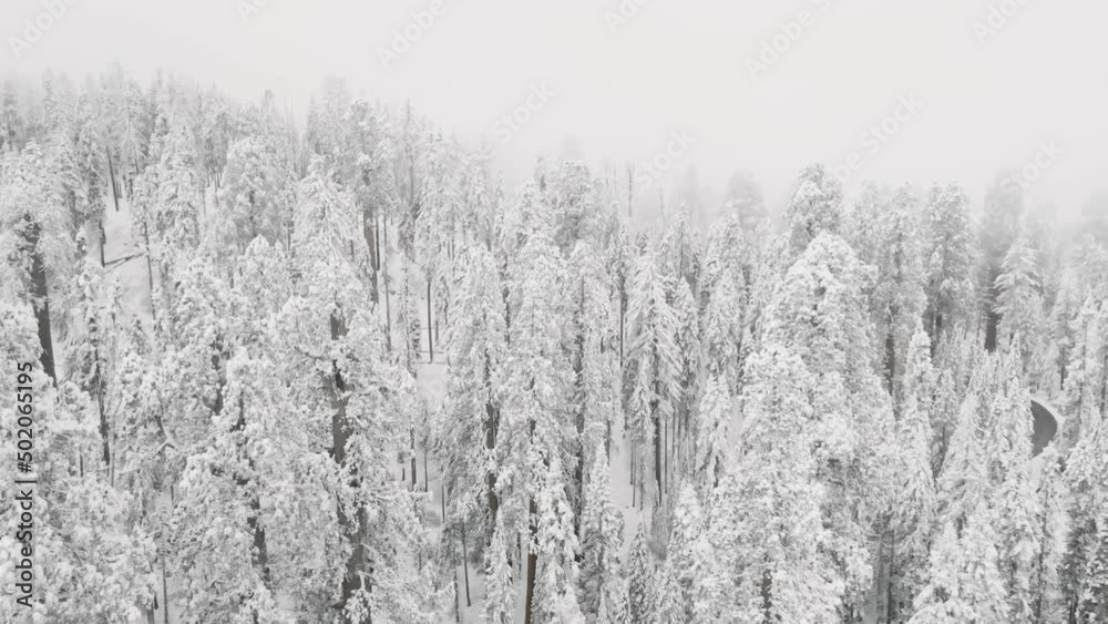 Winter forest, trees covered in snow Winter forest, trees covered in snow