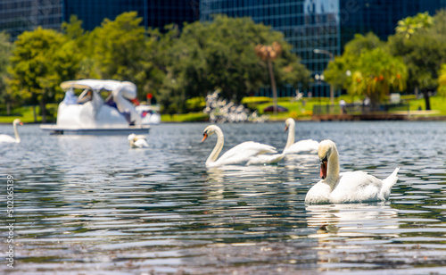 Fototapeta Naklejka Na Ścianę i Meble -  Swans and swan boat on Lake Eola in Orlando
