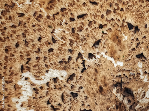 Macro of a Dryads saddle Polyporus squamosus or pheasants back mushroom