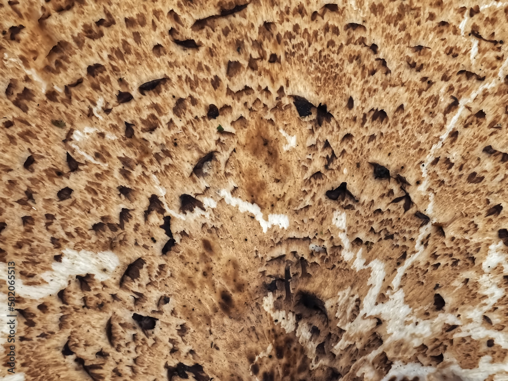 Macro of a Dryads saddle Polyporus squamosus or pheasants back mushroom Macro of a Dryads saddle Polyporus squamosus or pheasants back mushroom
