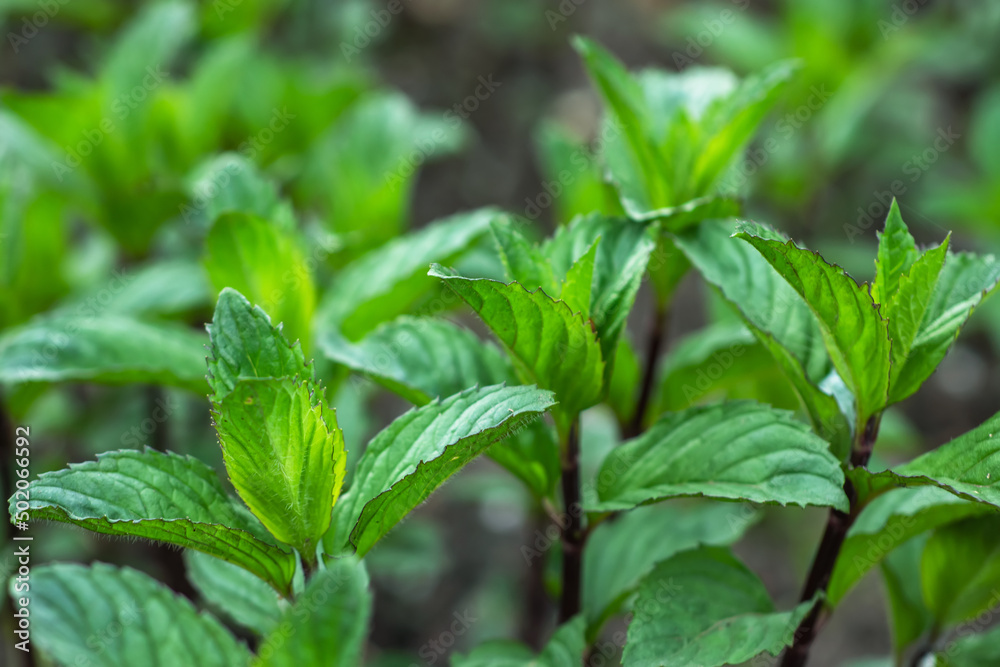 Fresh leaves green mint. Plant grow background. Fresh leaves green mint. Plant grow background.
