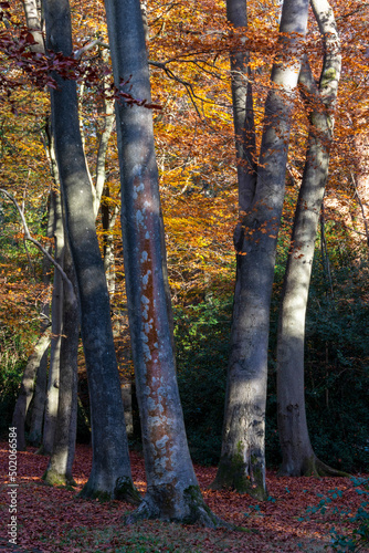 Beech tree trunks