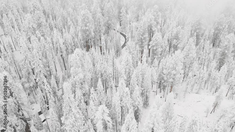 Winter forest, trees covered in snow Winter forest, trees covered in snow