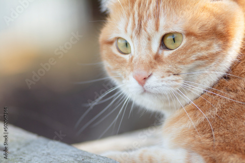 portrait of cute ginger cat outdoors, face pet, fluffy cheeks